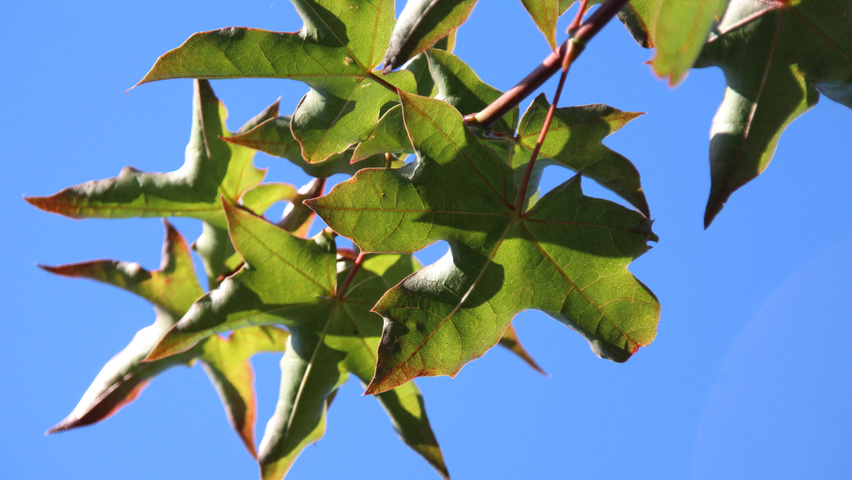 Acer cappadocicum листья