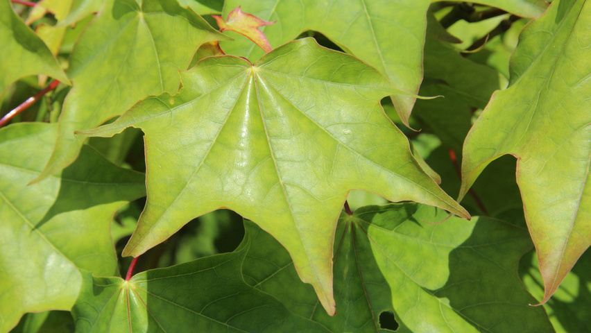 Acer cappadocicum листья