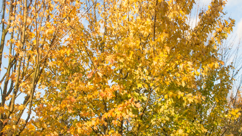 Acer cappadocicum Многоствольные деревья