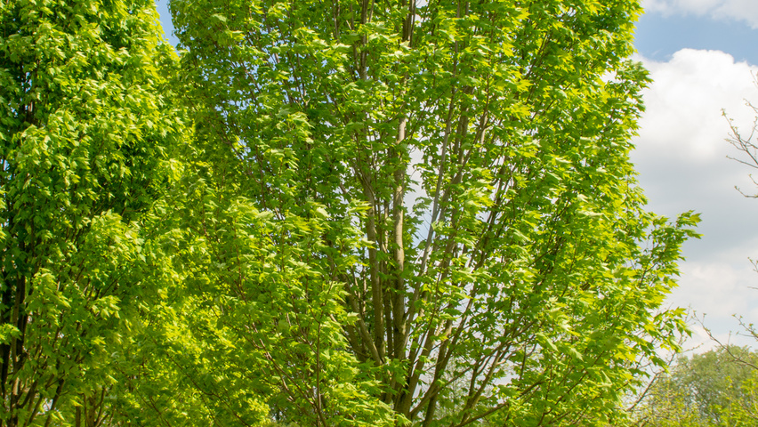 Acer cappadocicum Многоствольные деревья