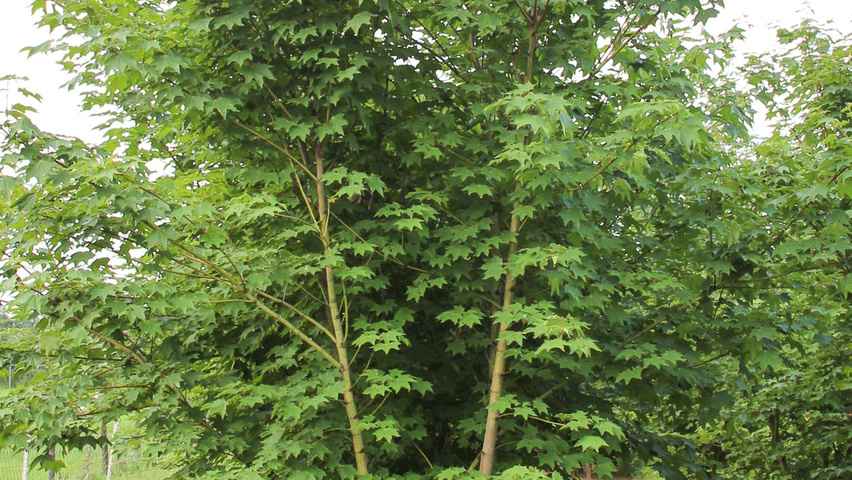 Acer cappadocicum Многоствольные деревья