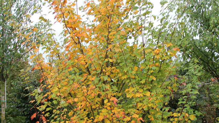 Acer cappadocicum Многоствольные деревья