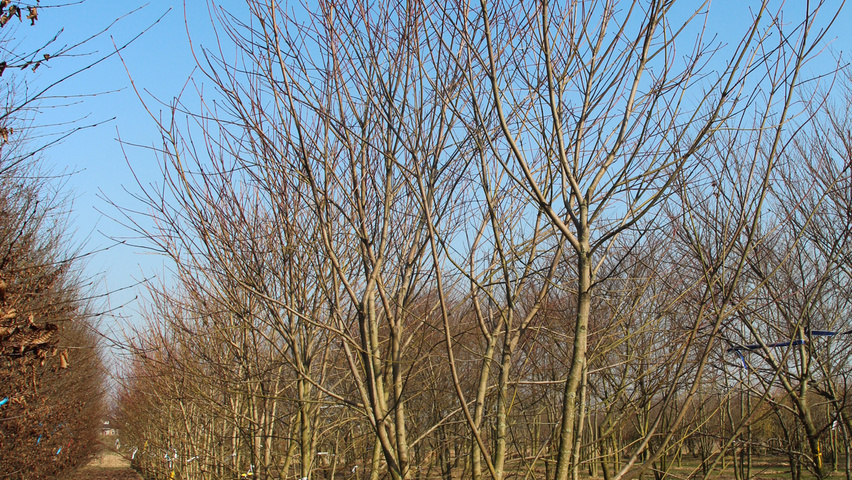 Acer cappadocicum Многоствольные деревья