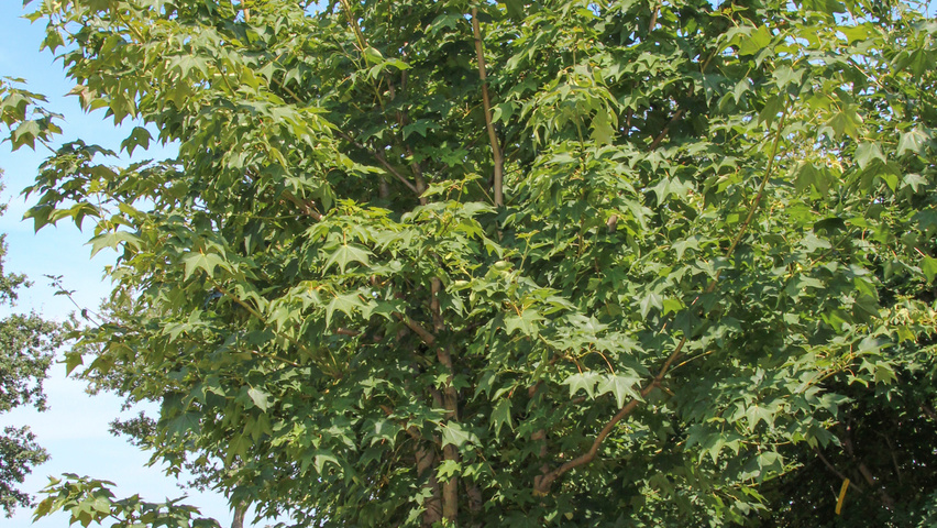 Acer cappadocicum Многоствольные деревья