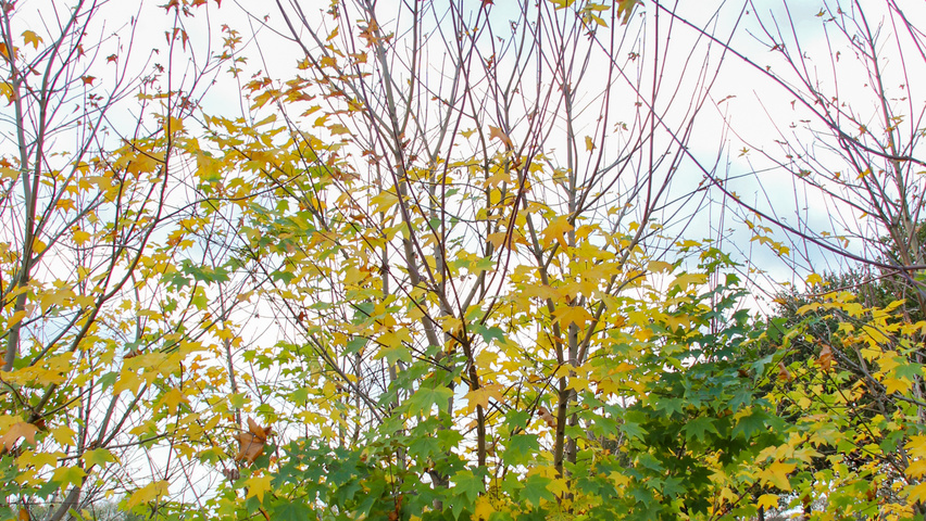 Acer cappadocicum Многоствольные деревья