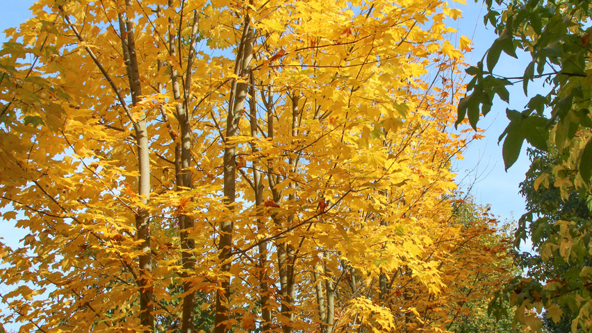 Acer cappadocicum Многоствольные деревья