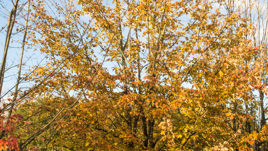 Acer cappadocicum Многоствольные деревья