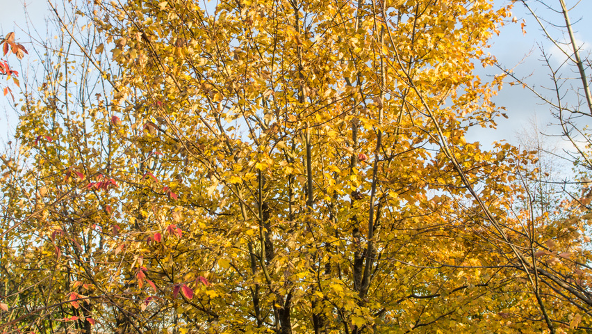 Acer cappadocicum Многоствольные деревья