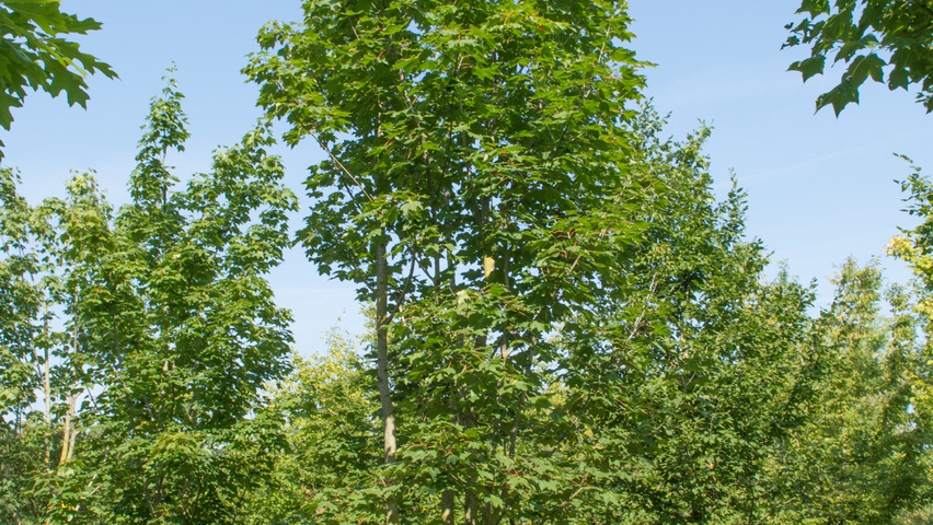 Acer cappadocicum Многоствольные деревья