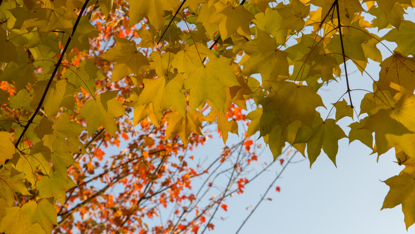 Acer cappadocicum 'Rubrum' feuilles automnale