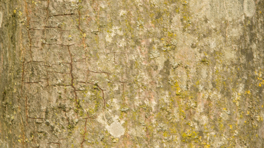 Acer cappadocicum 'Rubrum' tronc