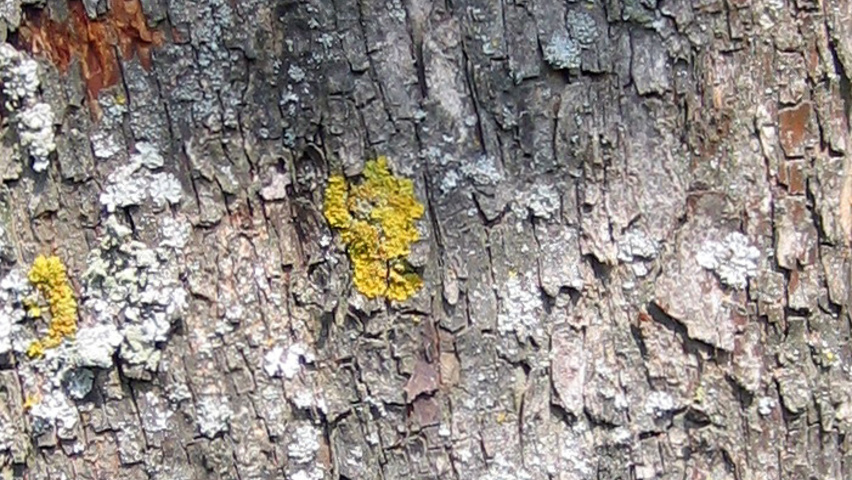 Acer cappadocicum 'Rubrum' tronc