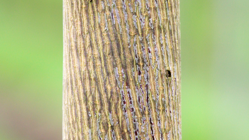 Acer cappadocicum 'Rubrum' tronc