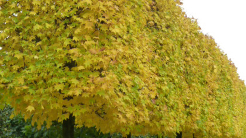 Acer cappadocicum 'Rubrum' bloc