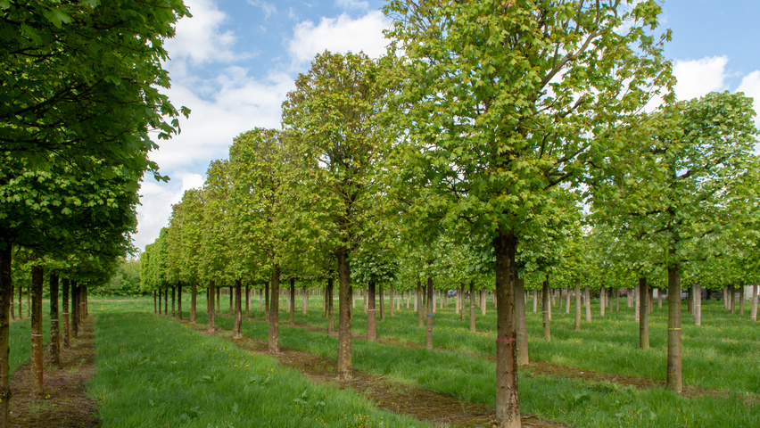 Acer cappadocicum 'Rubrum' bloc
