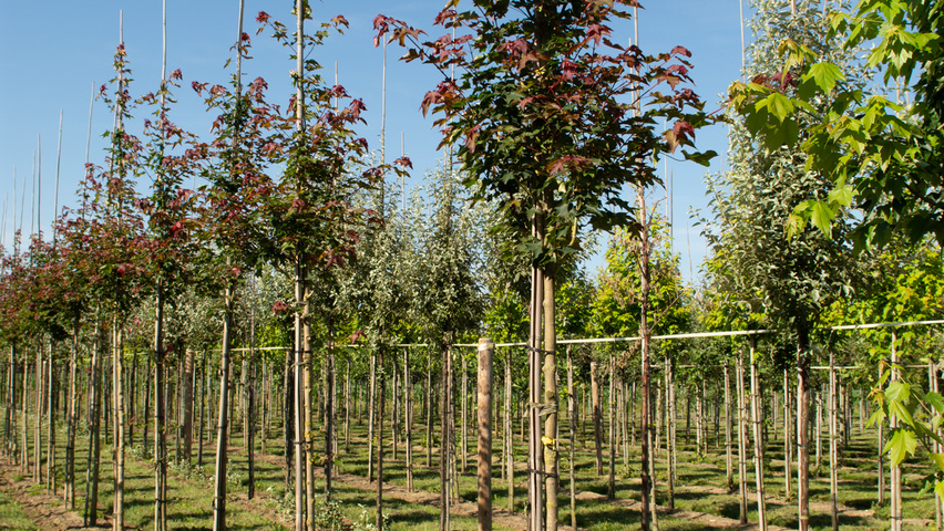 Acer cappadocicum 'Rubrum' haute tige