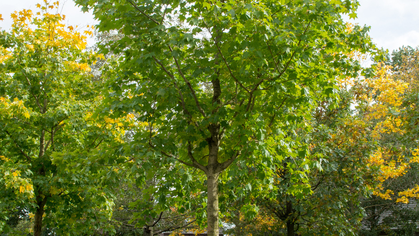 Acer cappadocicum 'Rubrum' haute tige