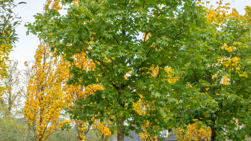 Acer cappadocicum 'Rubrum' haute tige