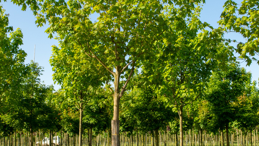 Acer cappadocicum 'Rubrum' haute tige