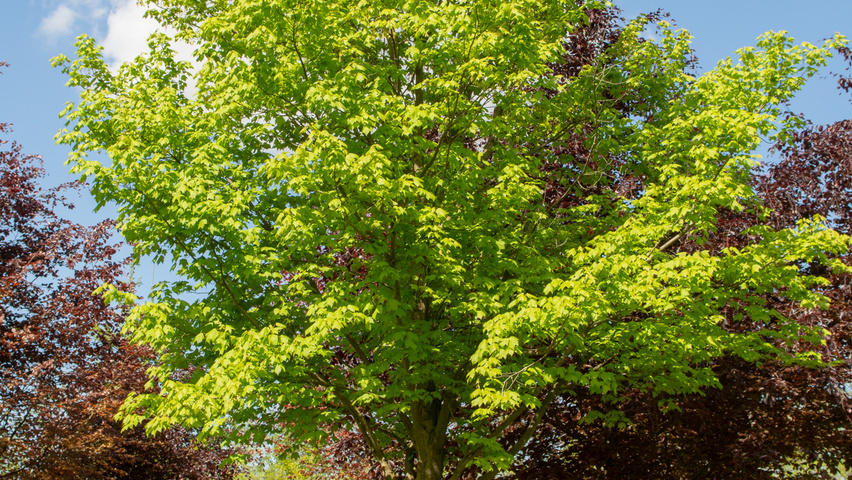 Acer cappadocicum 'Rubrum' haute tige