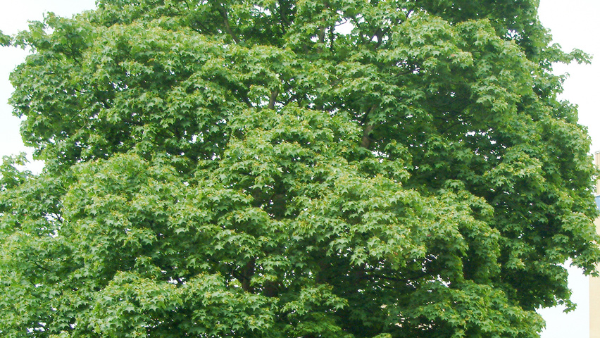 Acer cappadocicum 'Rubrum' haute tige