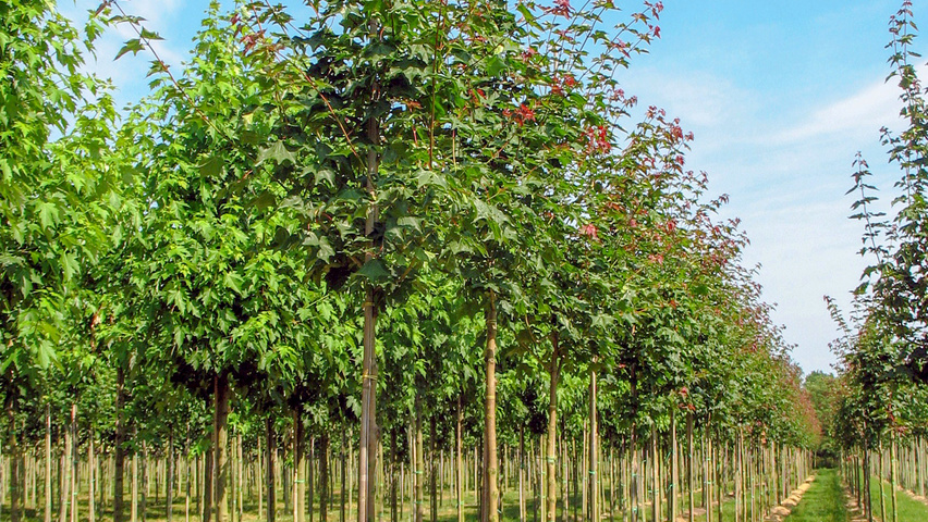 Acer cappadocicum 'Rubrum' haute tige