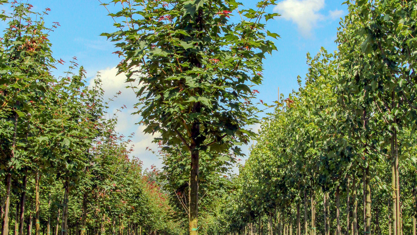 Acer cappadocicum 'Rubrum' haute tige
