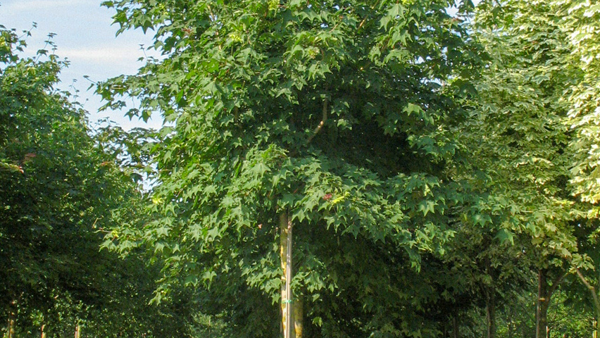 Acer cappadocicum 'Rubrum' haute tige