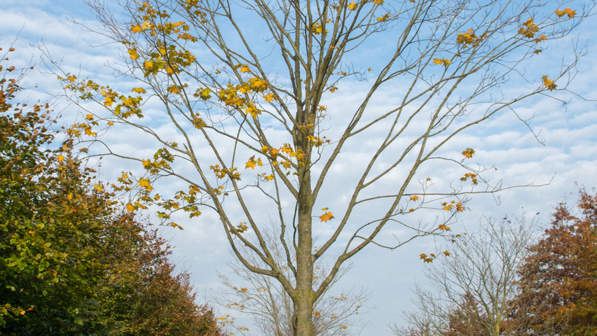 Acer cappadocicum 'Rubrum' haute tige