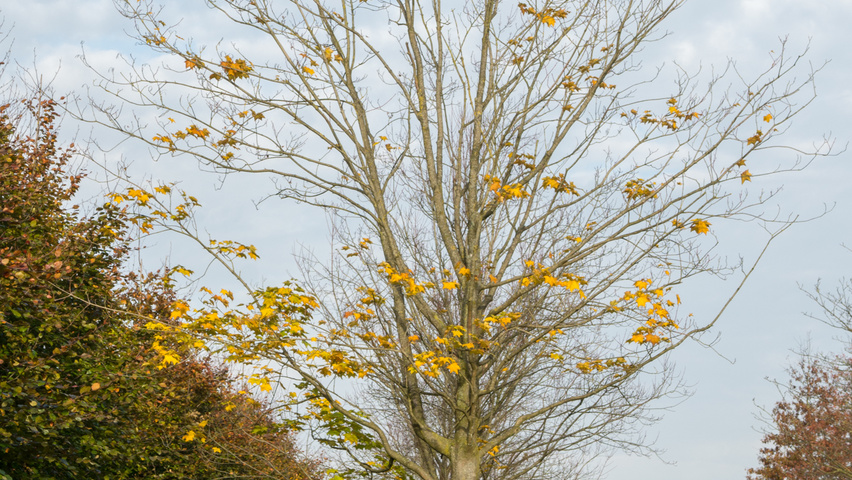 Acer cappadocicum 'Rubrum' haute tige