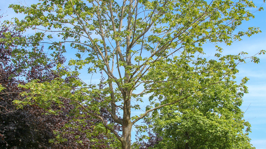 Acer cappadocicum 'Rubrum' haute tige