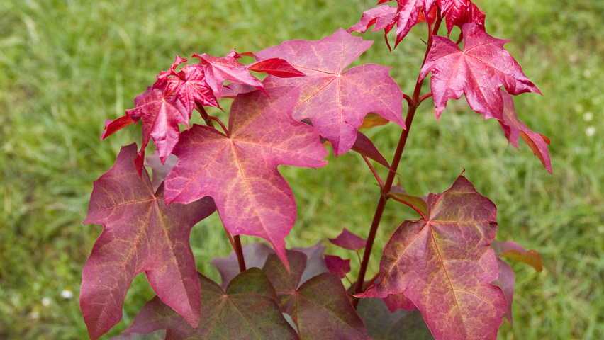 Acer cappadocicum 'Rubrum' Feuilles