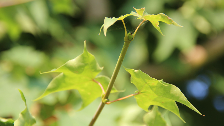 Acer cappadocicum 'Rubrum' Feuilles