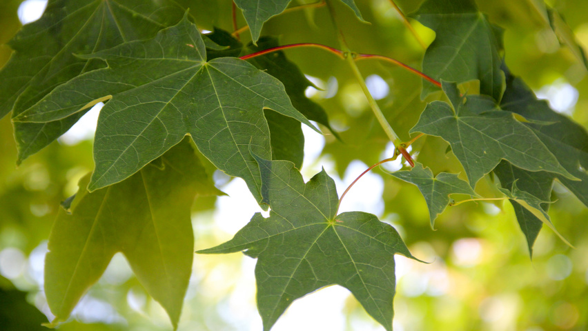 Acer cappadocicum 'Rubrum' Feuilles