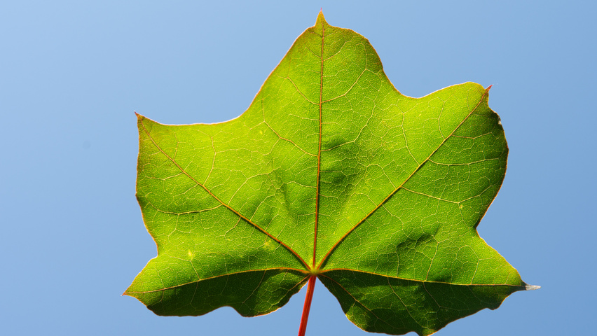 Acer cappadocicum 'Rubrum' Feuilles