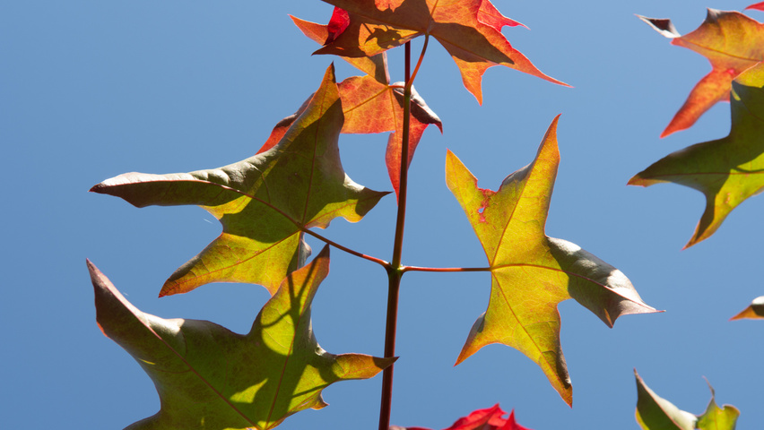 Acer cappadocicum 'Rubrum' Feuilles