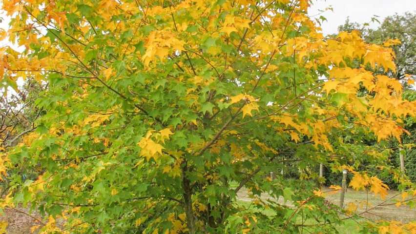 Acer cappadocicum 'Rubrum' multi-troncs