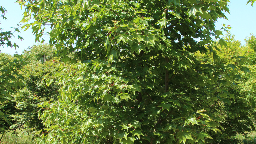 Acer cappadocicum 'Rubrum' multi-troncs forme parasol