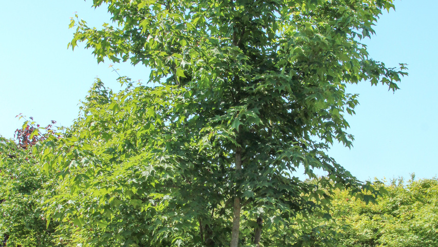 Acer cappadocicum 'Rubrum' multi-troncs forme parasol