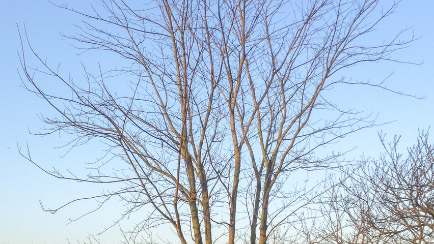 Acer cappadocicum 'Rubrum' multi-troncs forme parasol