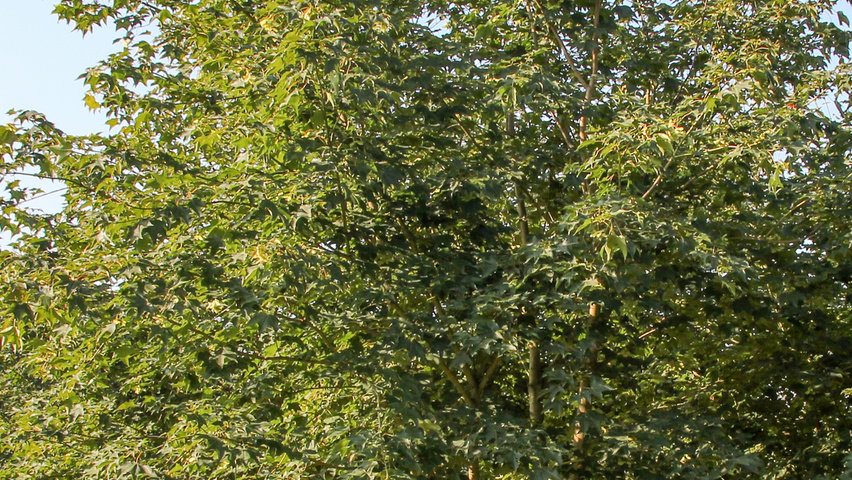Acer cappadocicum 'Rubrum' multi-troncs forme parasol