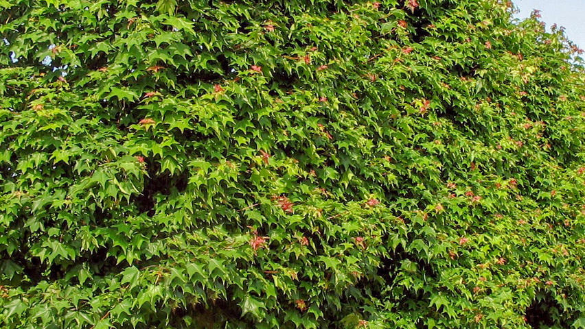 Acer cappadocicum 'Rubrum' palissé