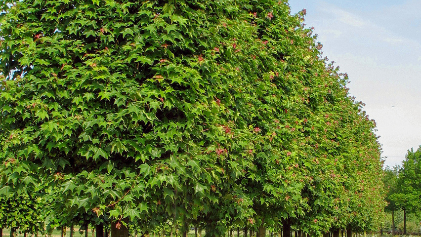 Acer cappadocicum 'Rubrum' palissé