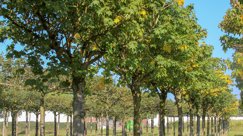 Acer cappadocicum 'Rubrum' plateau