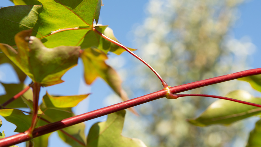 Acer cappadocicum 'Rubrum' rameaux