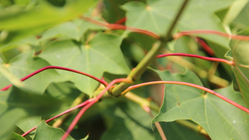 Acer cappadocicum 'Rubrum' rameaux