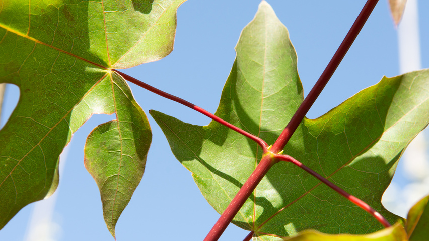 Acer cappadocicum 'Rubrum' rameaux