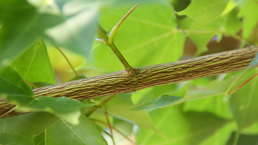 Acer cappadocicum 'Rubrum' rameaux