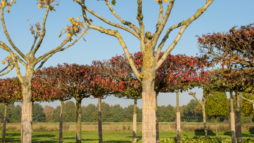 Acer cappadocicum 'Rubrum' évasée