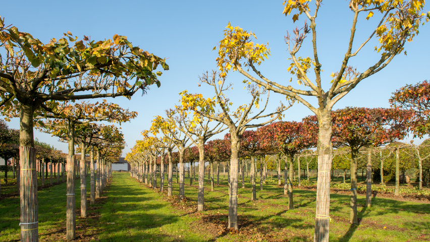 Acer cappadocicum 'Rubrum' évasée